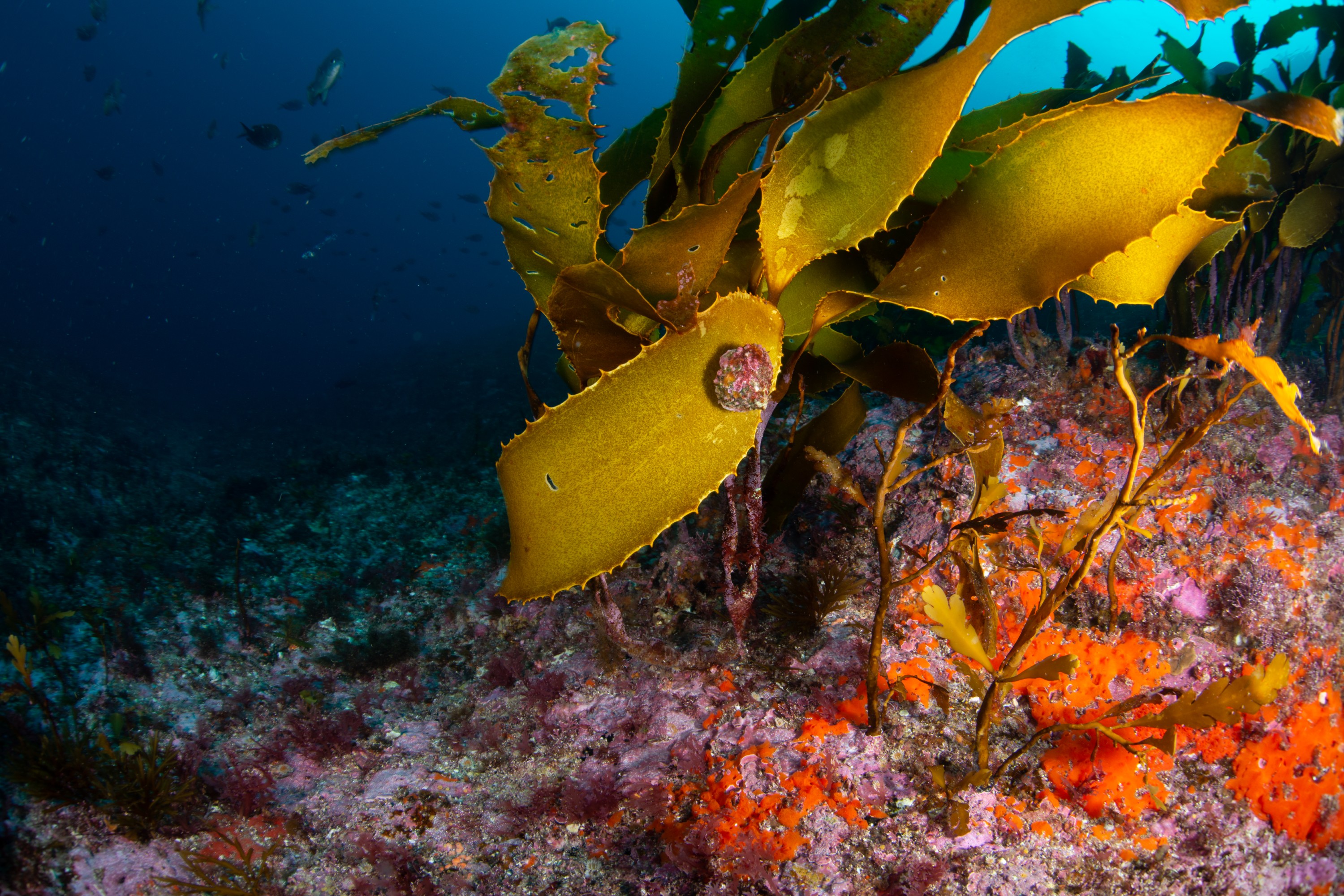 DSC_4336-11 – BayOfIslands, Cape Brett, Diversity, Fish, Kelp, Wideangle, invertebrates